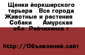 Щенки йоркширского терьера - Все города Животные и растения » Собаки   . Амурская обл.,Райчихинск г.